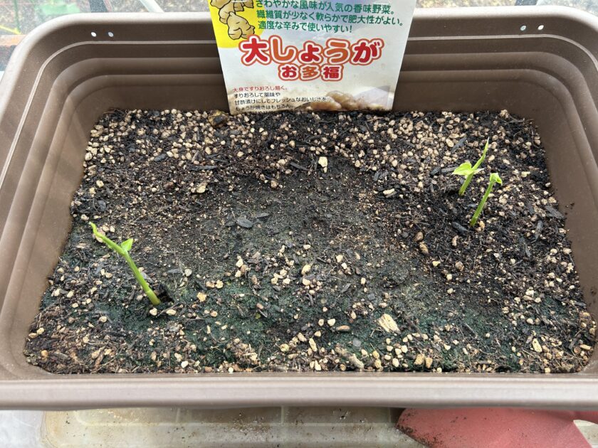 ショウガの様子