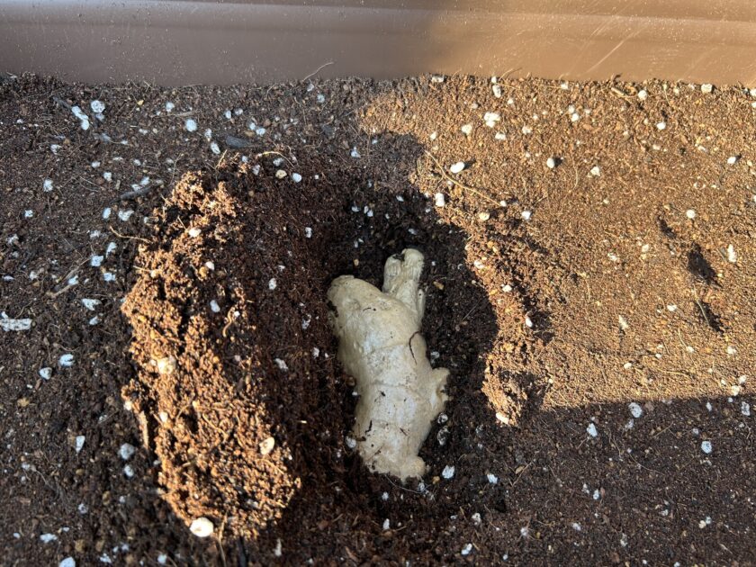 ショウガ植える