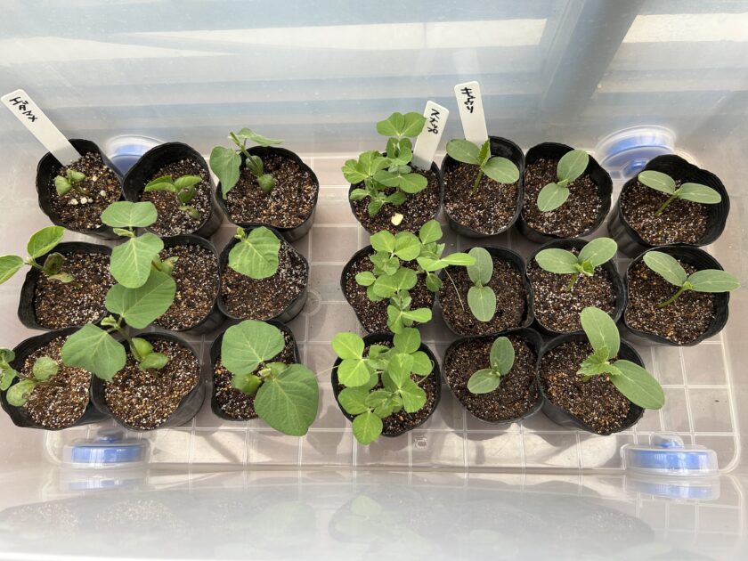 エダマメの苗を間引いた