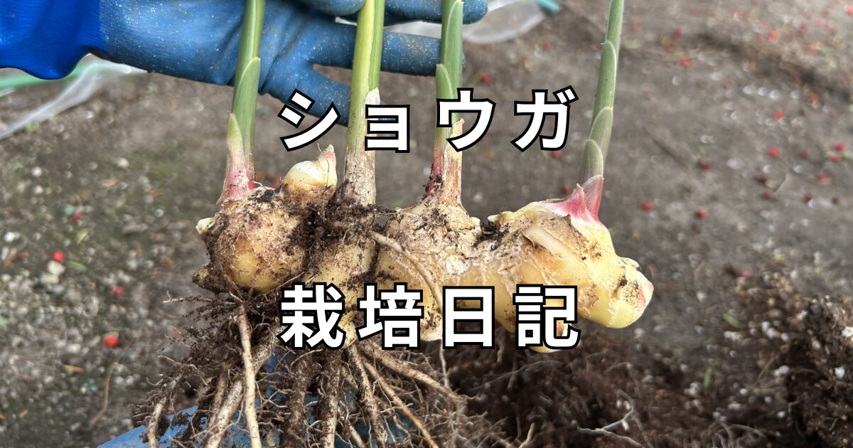 ショウガ栽培日記　サムネイル