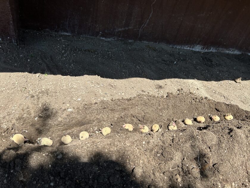 ジャガイモ植えた