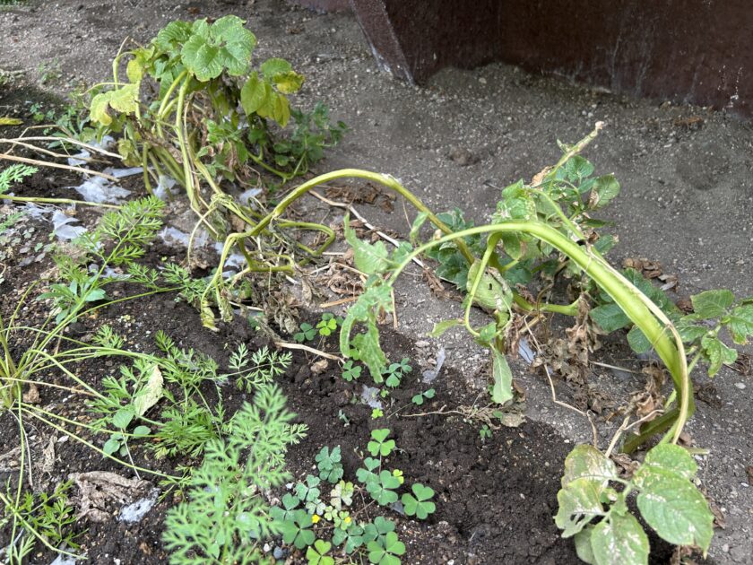 ジャガイモ枯れてきた