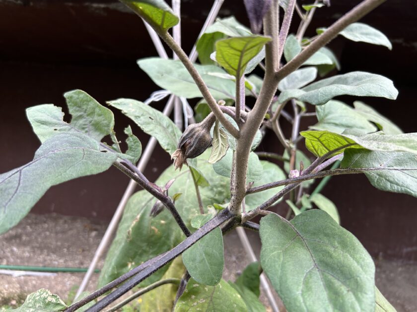 ナスの実が大きくならない