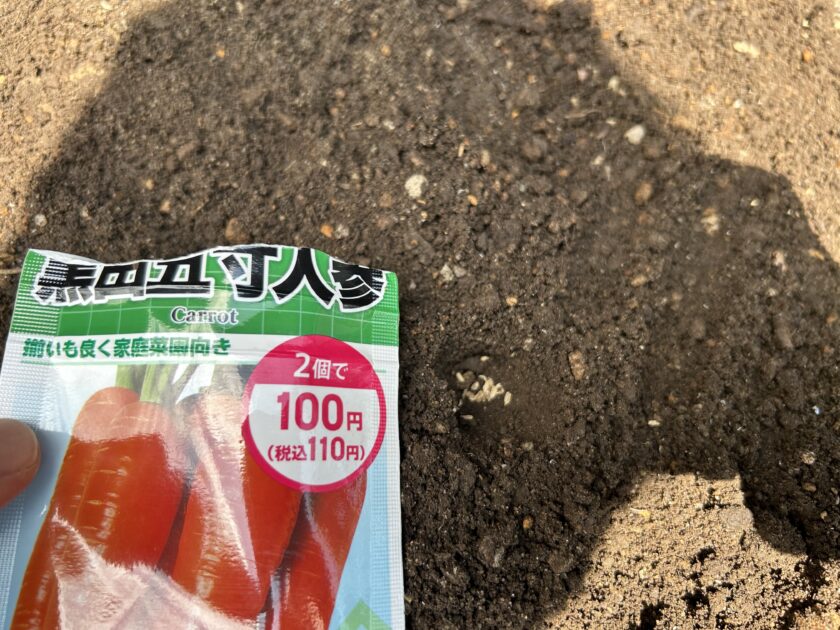 ニンジンの種まき