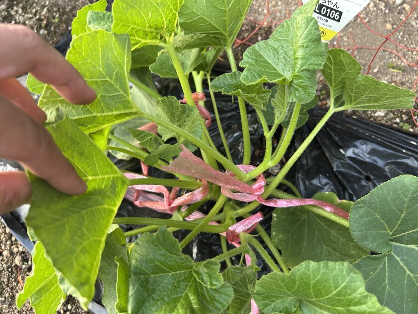 カボチャの残す子づるにマーク