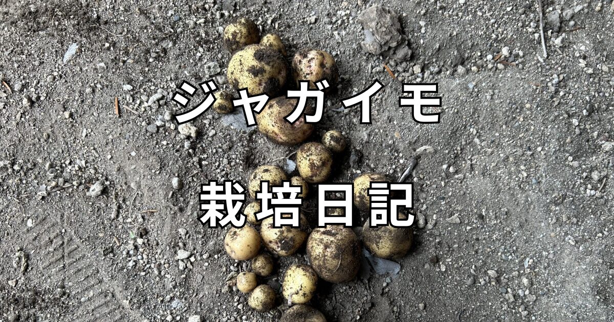ジャガイモ栽培日記　サムネイル
