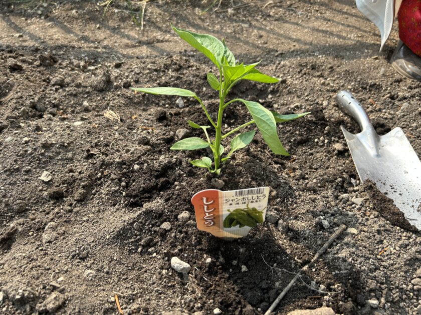 シシトウの定植