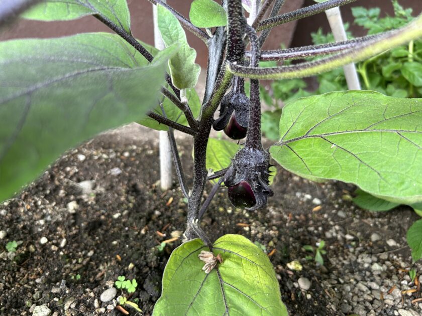 ナスの実がなった