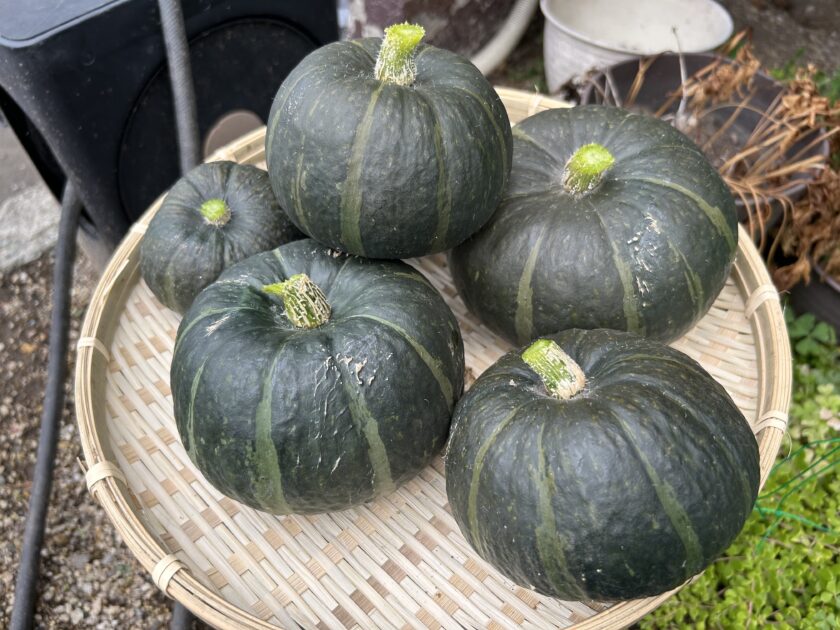 カボチャの収穫