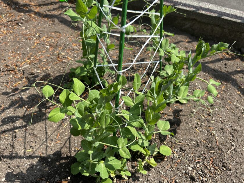 スナップエンドウの成長