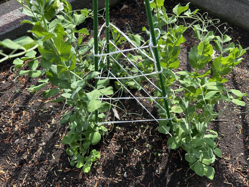 スナップエンドウの花