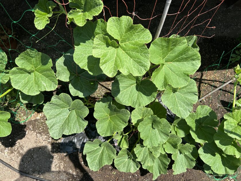 カボチャの基本情報