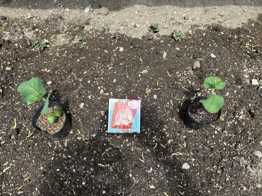 ニンジンの種まき