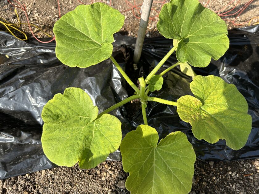 カボチャの親づるを摘み取った