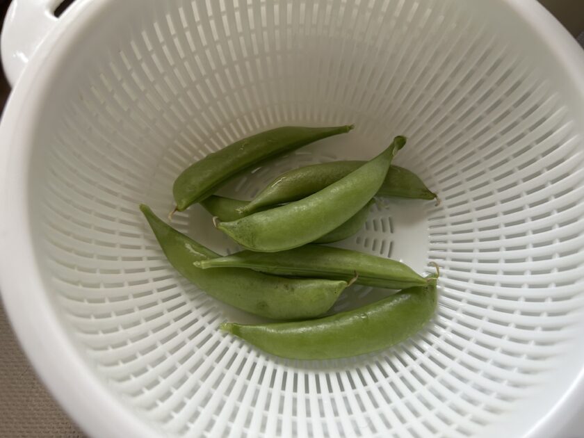 スナップエンドウの収穫