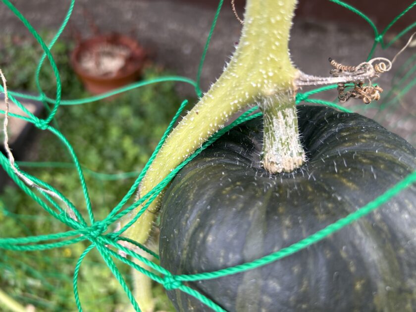 カボチャの収穫間際