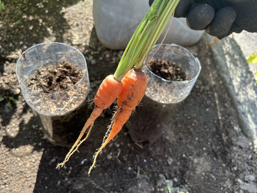 ニンジンの収穫