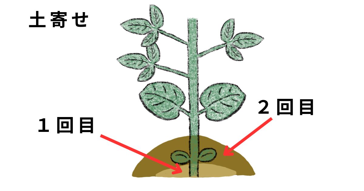 エダマメの土寄せ