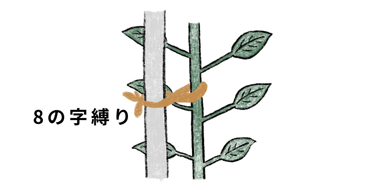 シシトウを支柱に固定