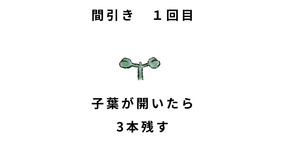 ダイコンの間引き