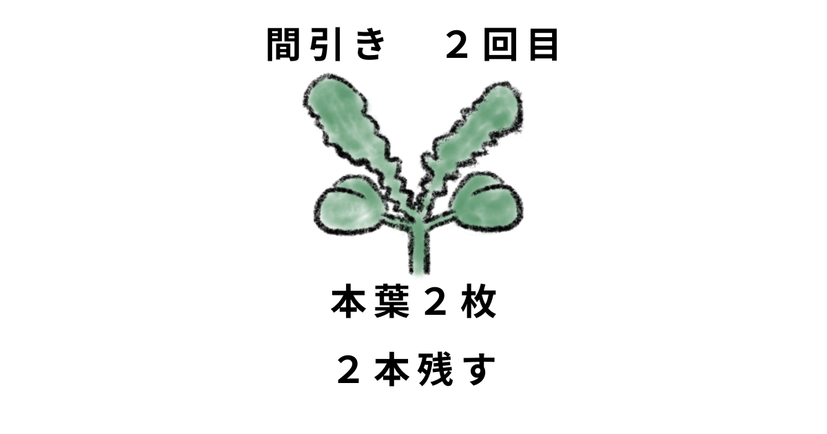 ダイコンの間引き