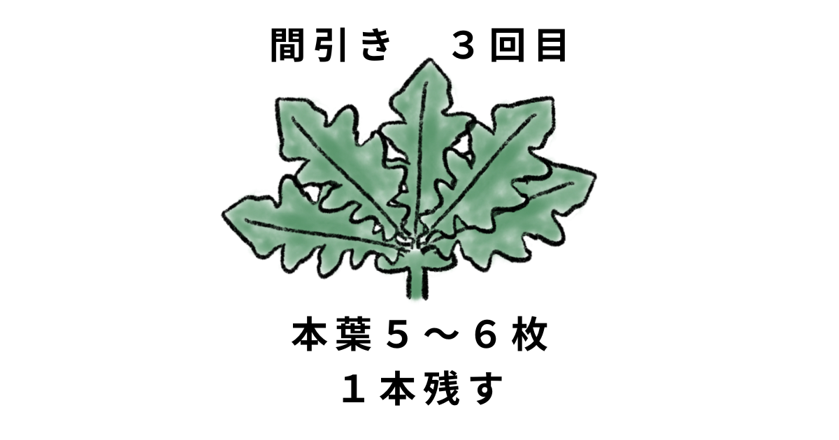 ダイコンの間引き