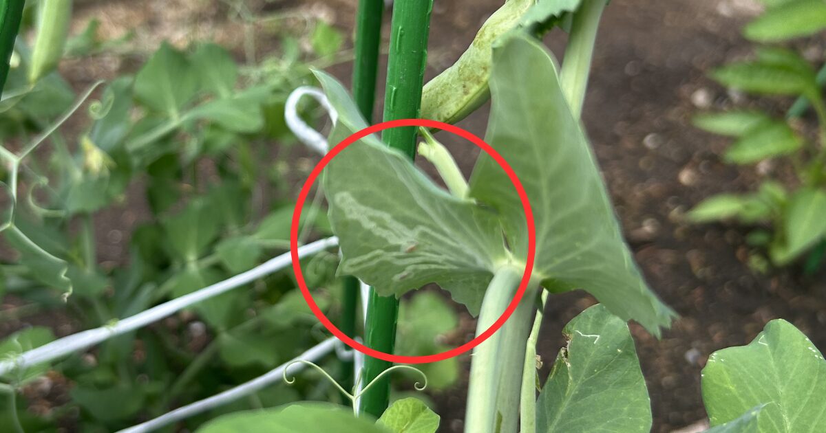 スナップエンドウ　害虫被害