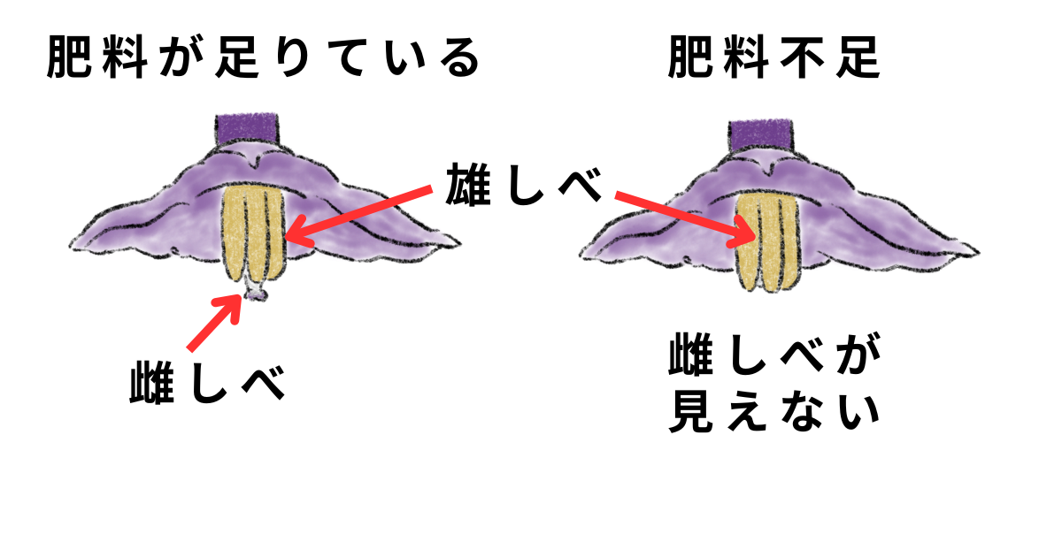 ナスの肥料不足
