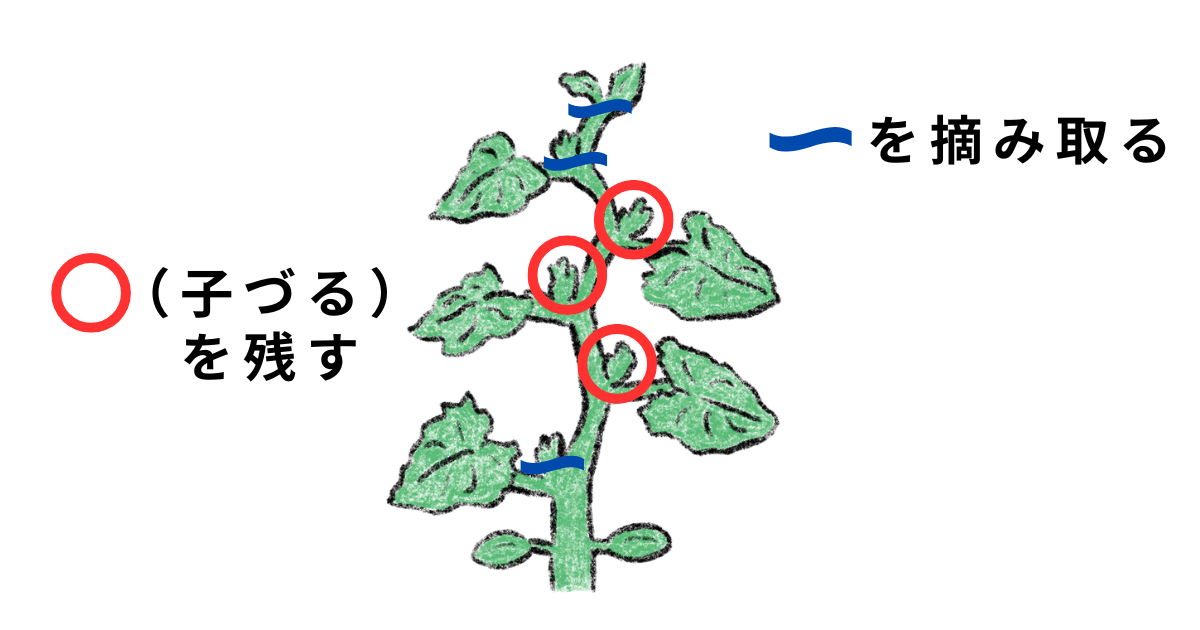 カボチャの整え方