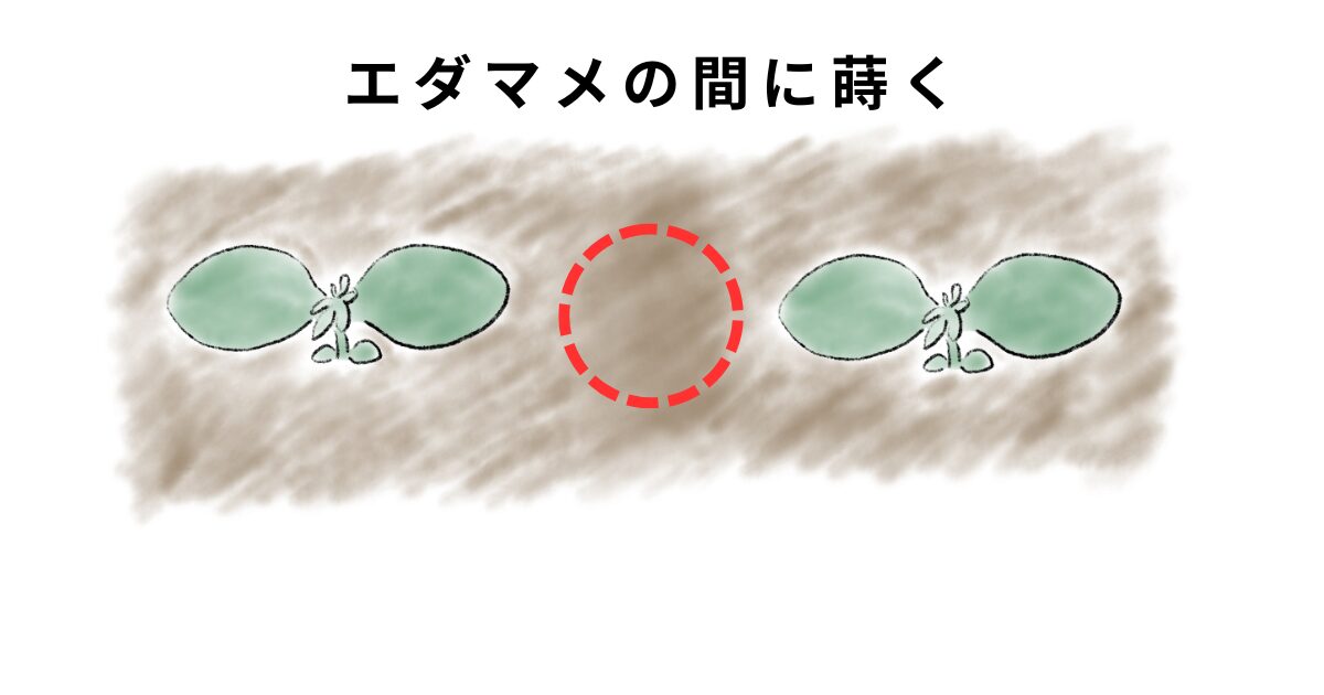 ニンジンの種まき