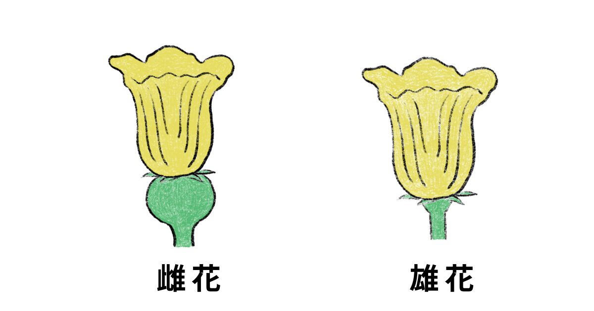 カボチャの花の特徴