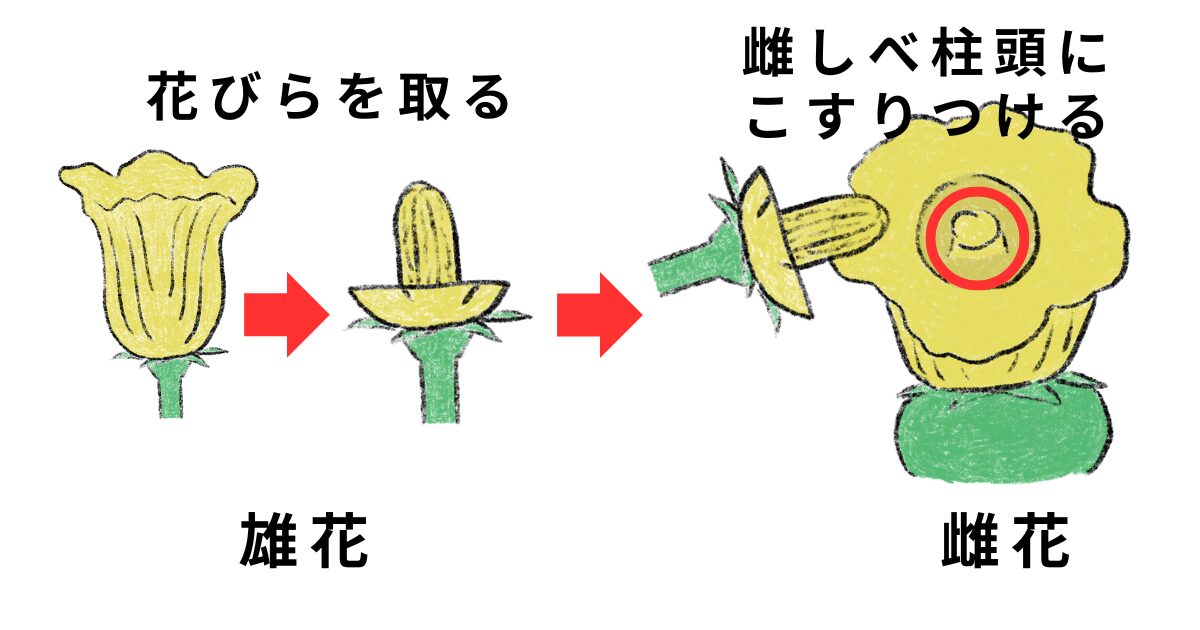 カボチャの人工授粉