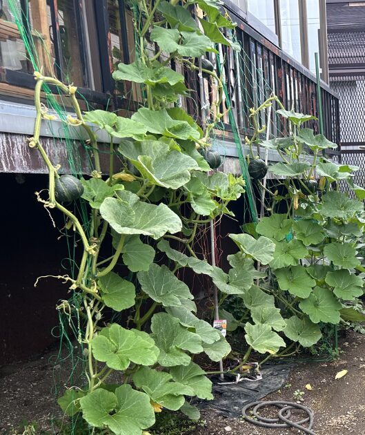 カボチャの病気