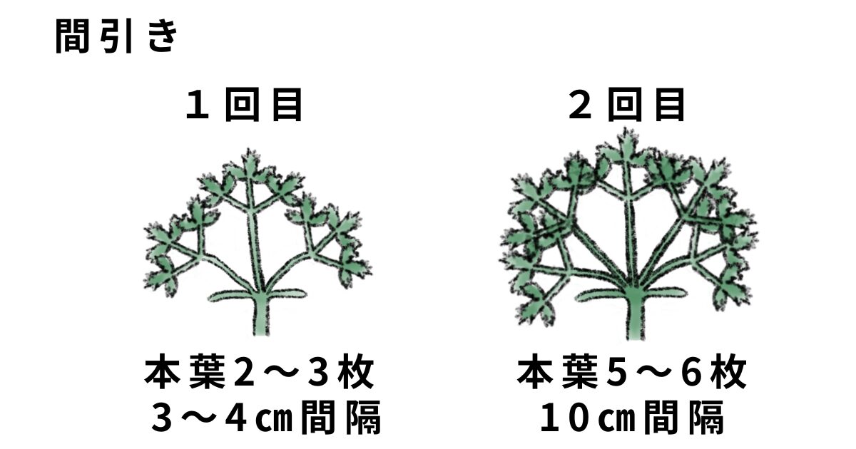 ニンジンの間引き