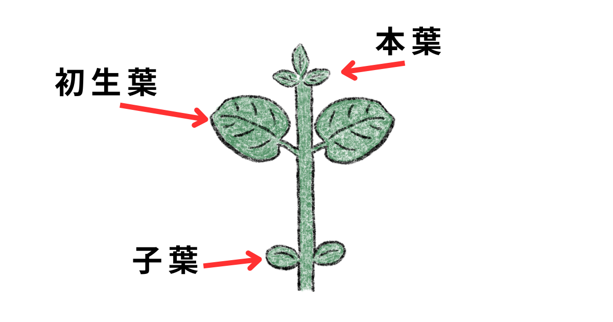 エダマメの育ち方