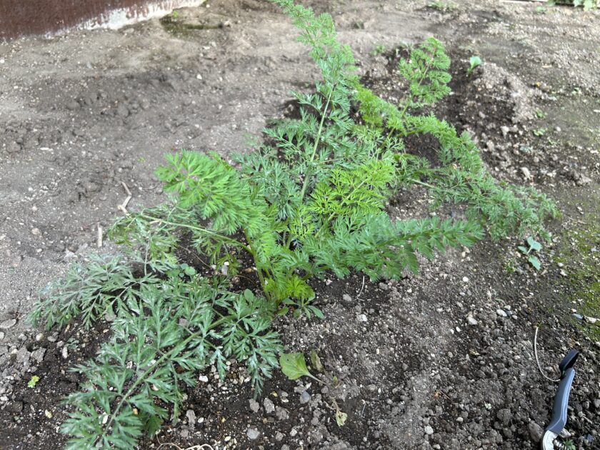 ニンジンの様子