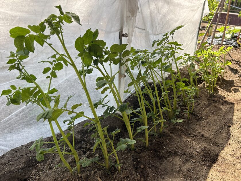 ジャガイモの成長