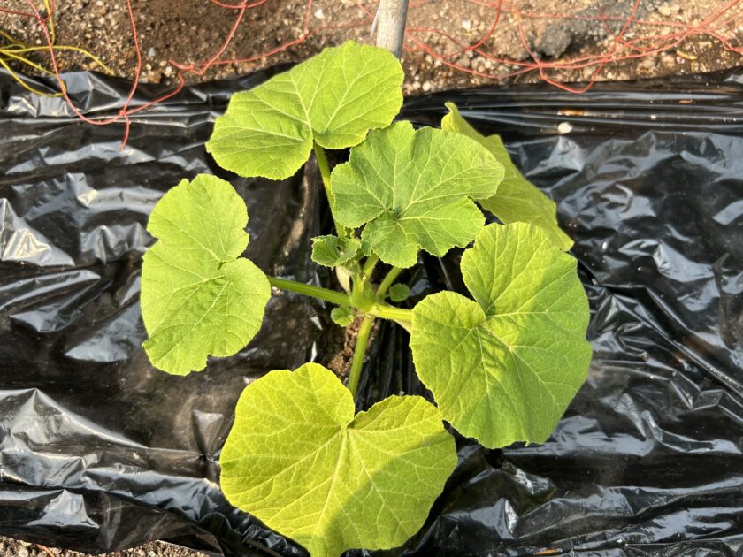 カボチャの子づるが生えてきた