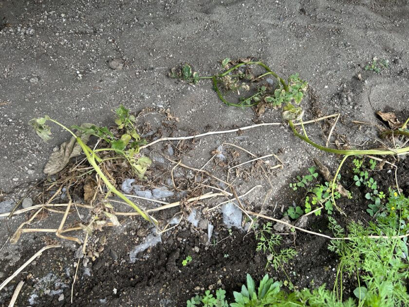 ジャガイモ枯れてきた