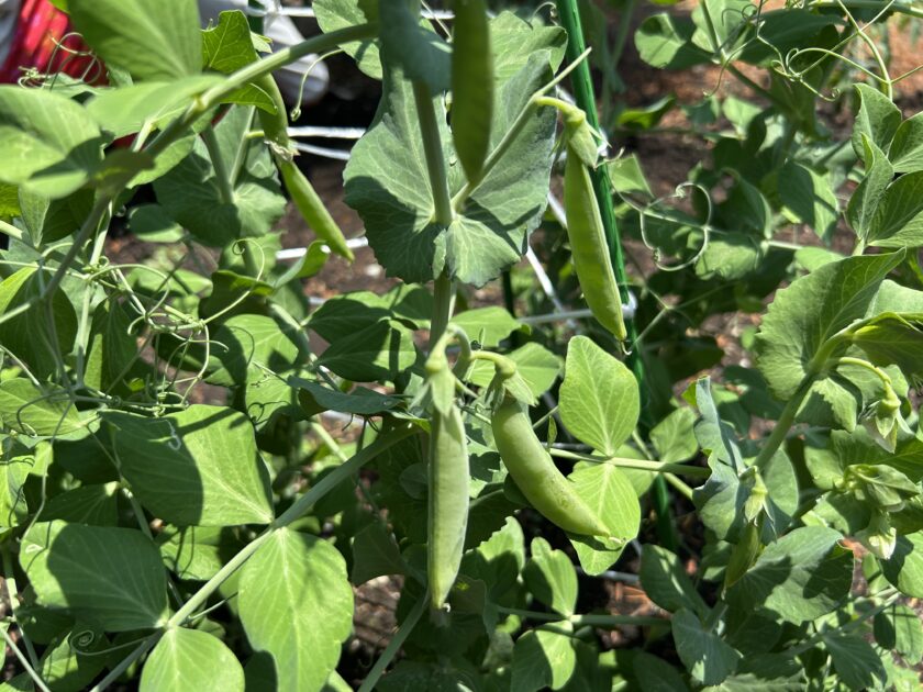 スナップエンドウの実