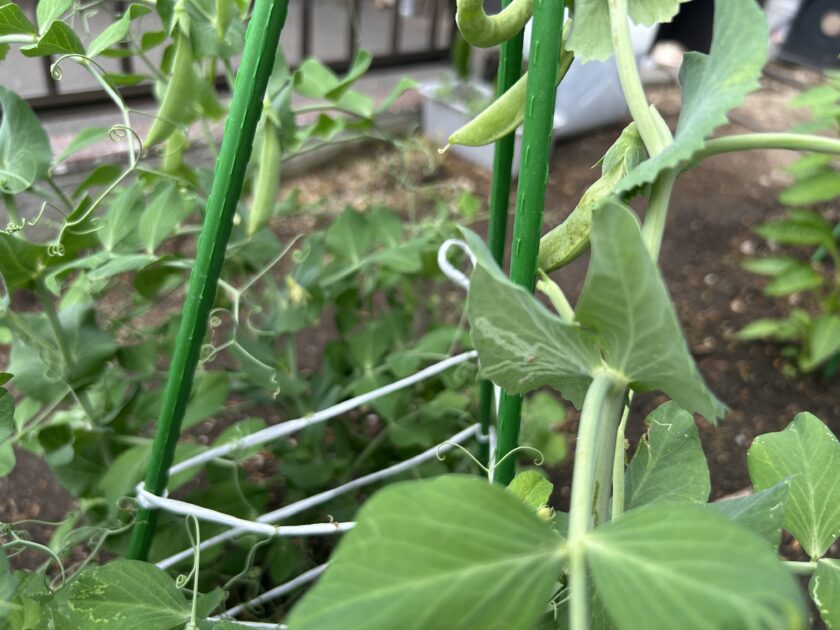 スナップエンドウ　害虫被害