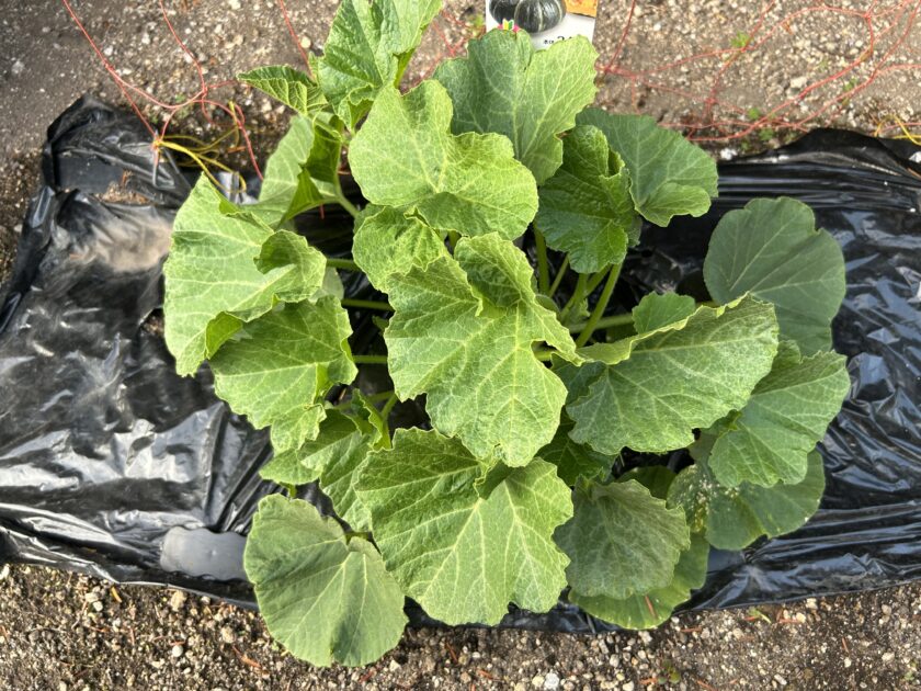 カボチャの3本仕立て