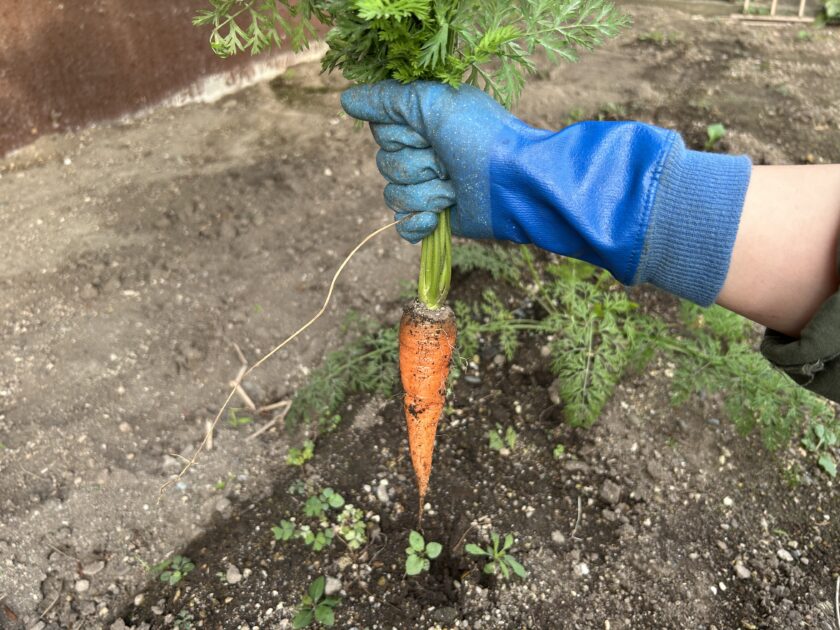 ニンジンの収穫