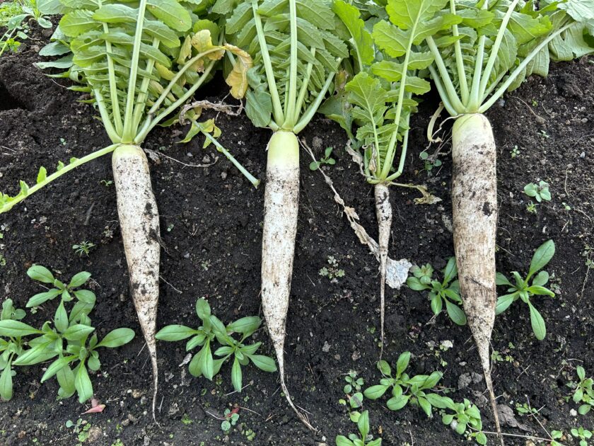 ダイコン収穫