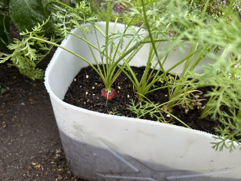 ニンジンの様子