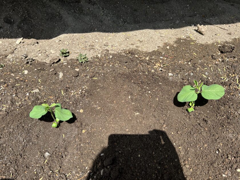 エダマメの定植