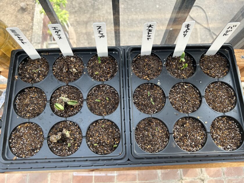 エダマメ発芽した