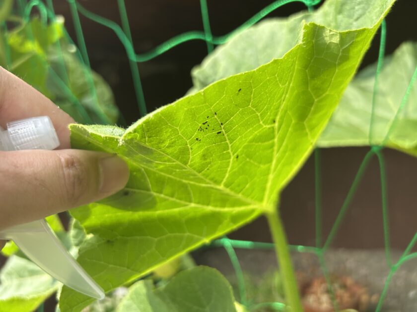 葉の裏にアブラムシ