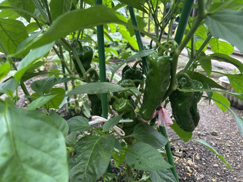 ピーマン収穫