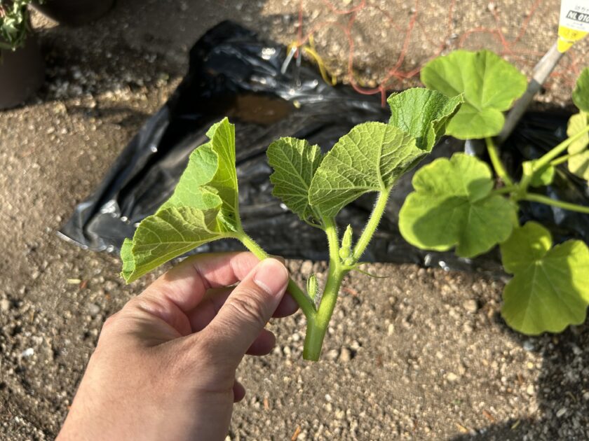 カボチャの親づる摘み取った
